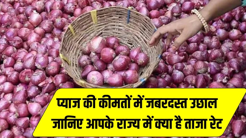 Onion Price Today